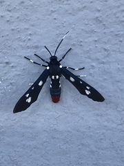 Syntomeida epilais