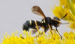 Conops flavipes
