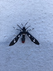Syntomeida epilais