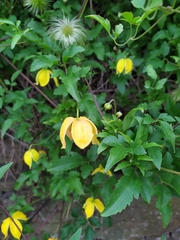 Clematis tangutica