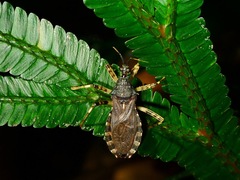 Lisarda pallidispina