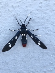 Syntomeida epilais
