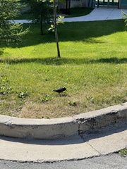 Sturnus vulgaris