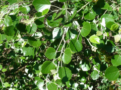 Populus alba