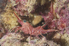 Rhynchocinetes durbanensis