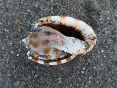Phalium decussatum