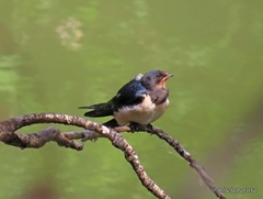 Hirundo rustica