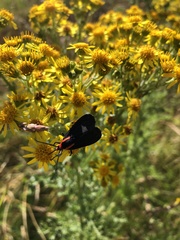 Ctenucha rubroscapus