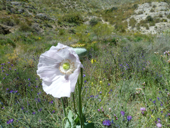 Papaver somniferum