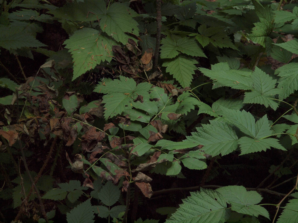 Sorbus sitchensis var. sitchensis