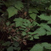 Sitka Mountain-Ash (Sitka) - Photo (c) Susan, some rights reserved (CC BY-NC), uploaded by Susan