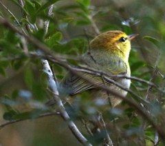 Phylloscopus ruficapilla