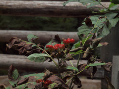 Sorbus sitchensis sitchensis