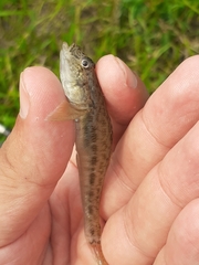 Neogobius fluviatilis