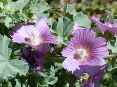 Malva lusitanica