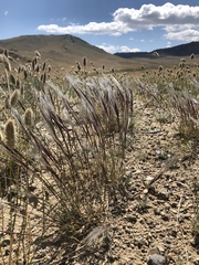 Stipa kirghisorum