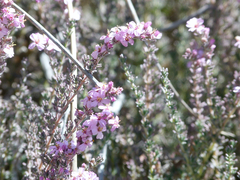 Frankenia thymifolia
