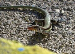 Pholidoscelis auberi