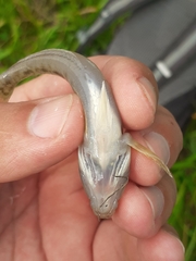Neogobius fluviatilis