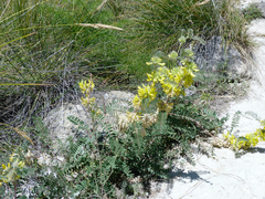 Astragalus alopecuroides