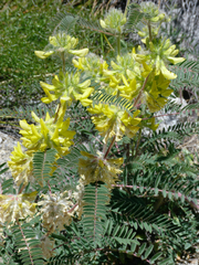 Astragalus alopecuroides