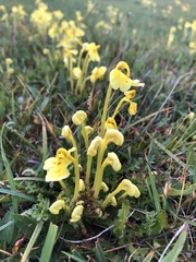 Pedicularis longiflora