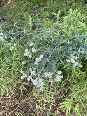 Pycnanthemum verticillatum