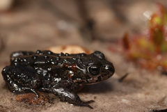 Moonlight Mountain Toadlet photo 2