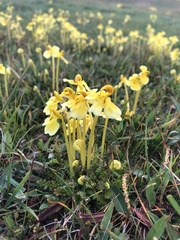Pedicularis longiflora