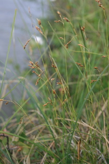 Carex capillaris