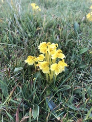 Pedicularis longiflora