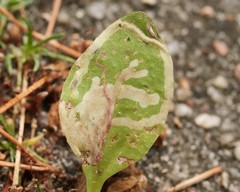 Phytomyza plantaginis