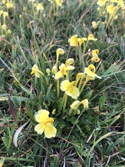 Pedicularis longiflora
