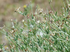 Lotus dorycnium