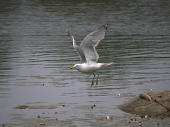 Larus argentatus image