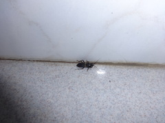 Ectomocoris biguttulus