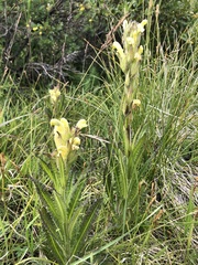 Pedicularis tristis