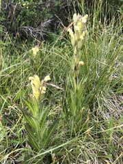 Pedicularis tristis