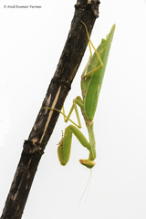 Hierodula tenuidentata