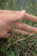 Carex capillaris