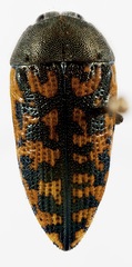 Acmaeodera auritincta
