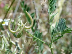 Astragalus hamosus