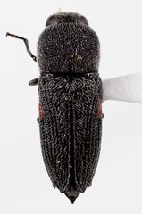 Paratyndaris coursetiae