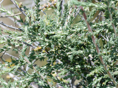 Caroxylon vermiculatum