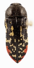 Acmaeodera miliaris
