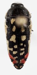 Acmaeodera paradisjuncta