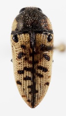 Acmaeodera princeps