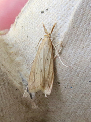 Donacaula longirostrallus