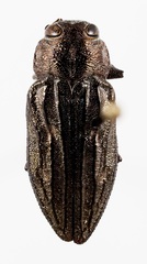 Chrysobothris beyeri