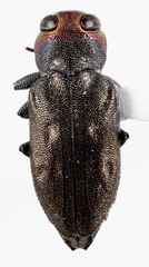 Chrysobothris carmelita